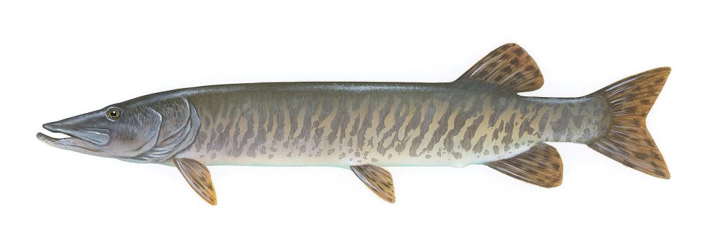 Illustration of a Muskellunge
