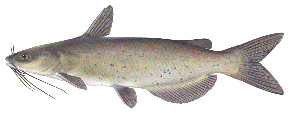 Illustration of Channel Catfish
