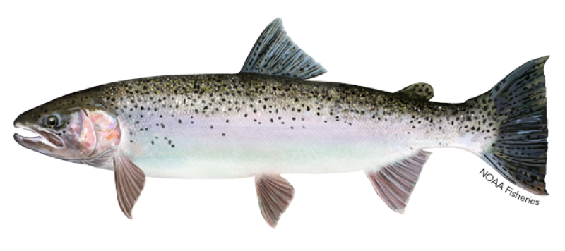 Illustration of a Steelhead Trout