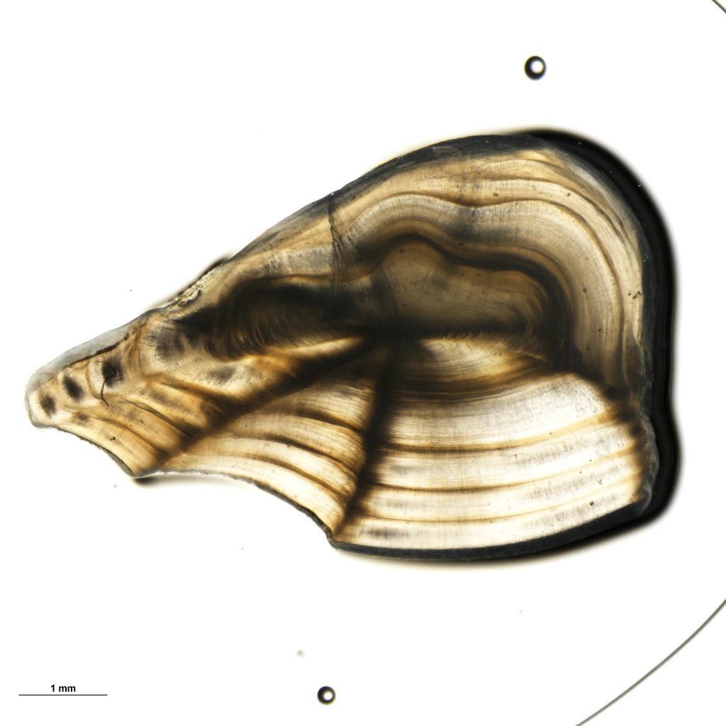 Image of Seatrout sagittal otolith