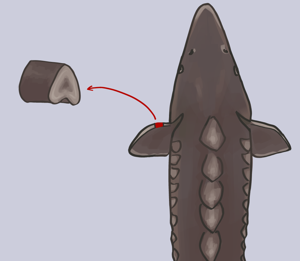 An illustration of a fin spine clipping from a sturgeon species