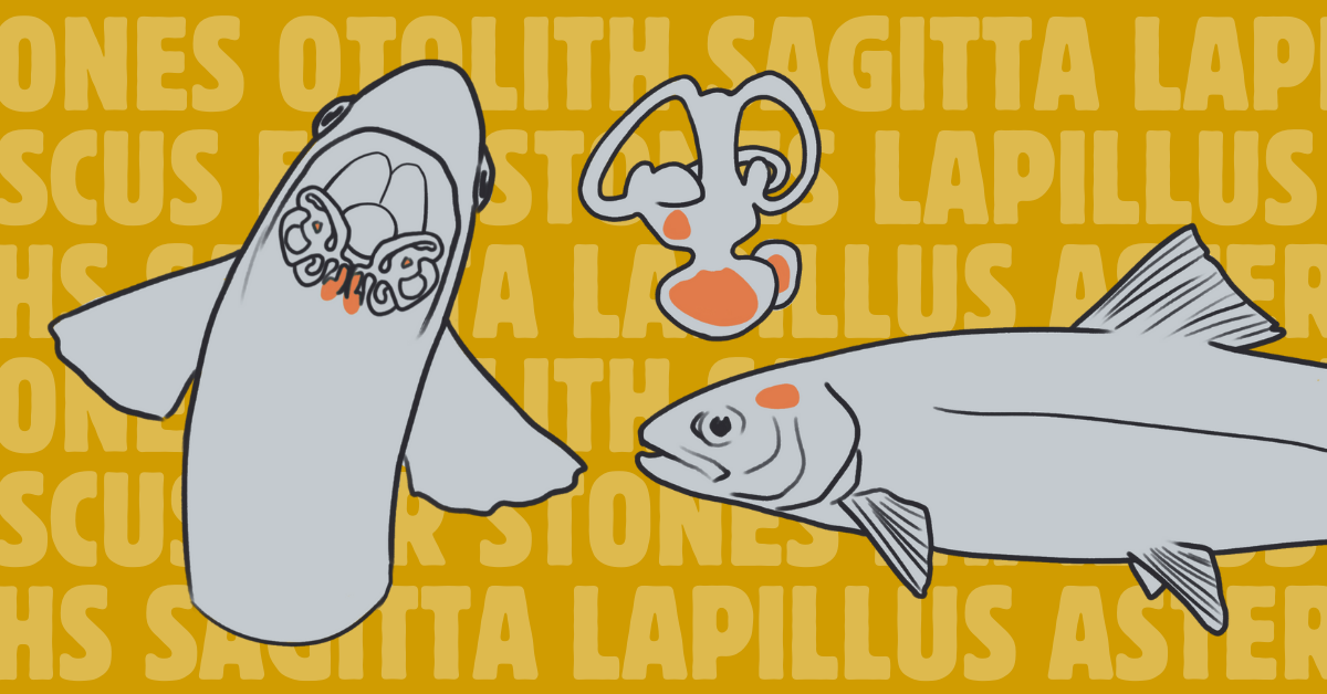 Graphic feature image for "A Look Inside-Fish Otoliths" blog post on FishAge.org
