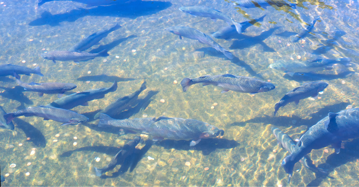Several fish in shallow water at fishery.