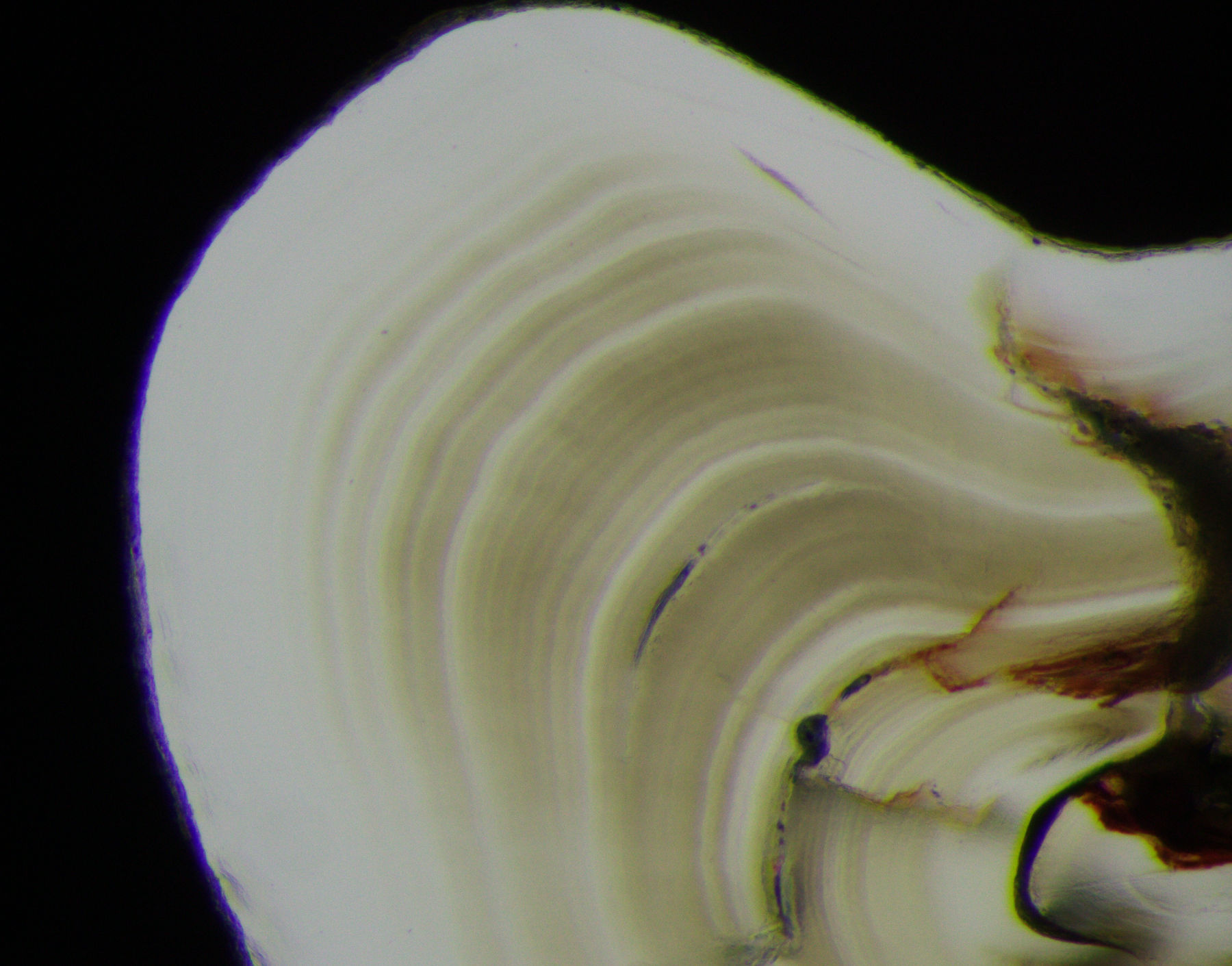 Transmitted light: Lower contrast makes increments harder to resolve.