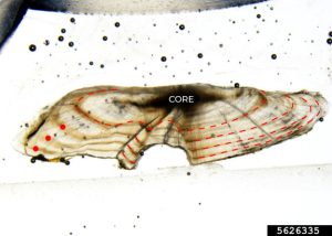 High-quality micrograph of a thin-sectioned largemouth bass otolith annotated to show annual growth rings.