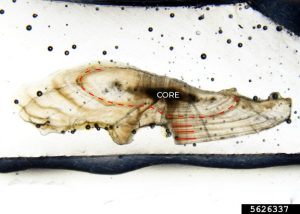 High-quality micrograph of a thin-sectioned largemouth bass otolith annotated to show annual growth rings.
