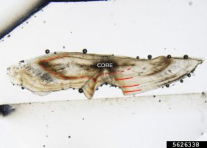 High-quality micrograph of a thin-sectioned largemouth bass otolith annotated to show annual growth rings.