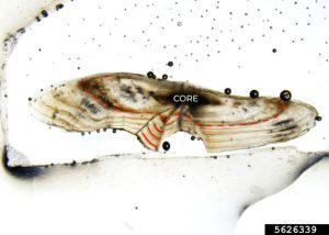 High-quality micrograph of a thin-sectioned largemouth bass otolith annotated to show annual growth rings.