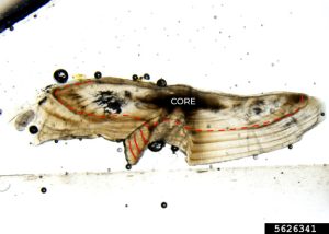 High-quality micrograph of a thin-sectioned largemouth bass otolith annotated to show annual growth rings.
