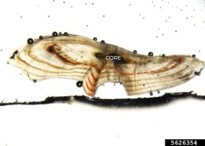High-quality micrograph of a thin-sectioned largemouth bass otolith annotated to show annual growth rings.