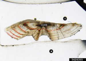 High-quality micrograph of a thin-sectioned largemouth bass otolith annotated to show annual growth rings.