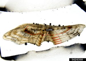 High-quality micrograph of a thin-sectioned largemouth bass otolith annotated to show annual growth rings.
