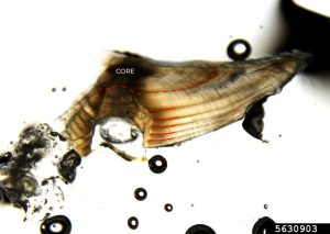 High-quality micrograph of a thin-sectioned largemouth bass otolith annotated to show annual growth rings.