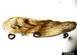 High-quality micrograph of a thin-sectioned largemouth bass otolith annotated to show annual growth rings.
