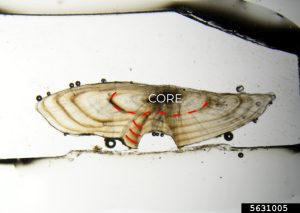 High-quality micrograph of a thin-sectioned largemouth bass otolith annotated to show annual growth rings.