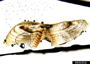 High-quality micrograph of a thin-sectioned largemouth bass otolith annotated to show annual growth rings.