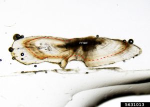 High-quality micrograph of a thin-sectioned largemouth bass otolith annotated to show annual growth rings.