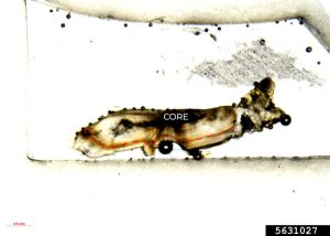 High-quality micrograph of a thin-sectioned largemouth bass otolith annotated to show annual growth rings.