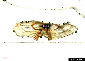 High-quality micrograph of a thin-sectioned largemouth bass otolith annotated to show annual growth rings.