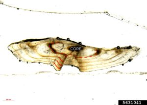 High-quality micrograph of a thin-sectioned largemouth bass otolith annotated to show annual growth rings.