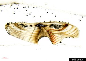 High-quality micrograph of a thin-sectioned largemouth bass otolith annotated to show annual growth rings.