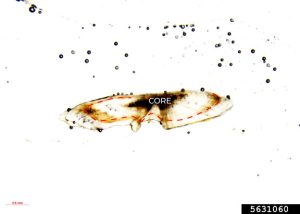 High-quality micrograph of a thin-sectioned largemouth bass otolith annotated to show annual growth rings.